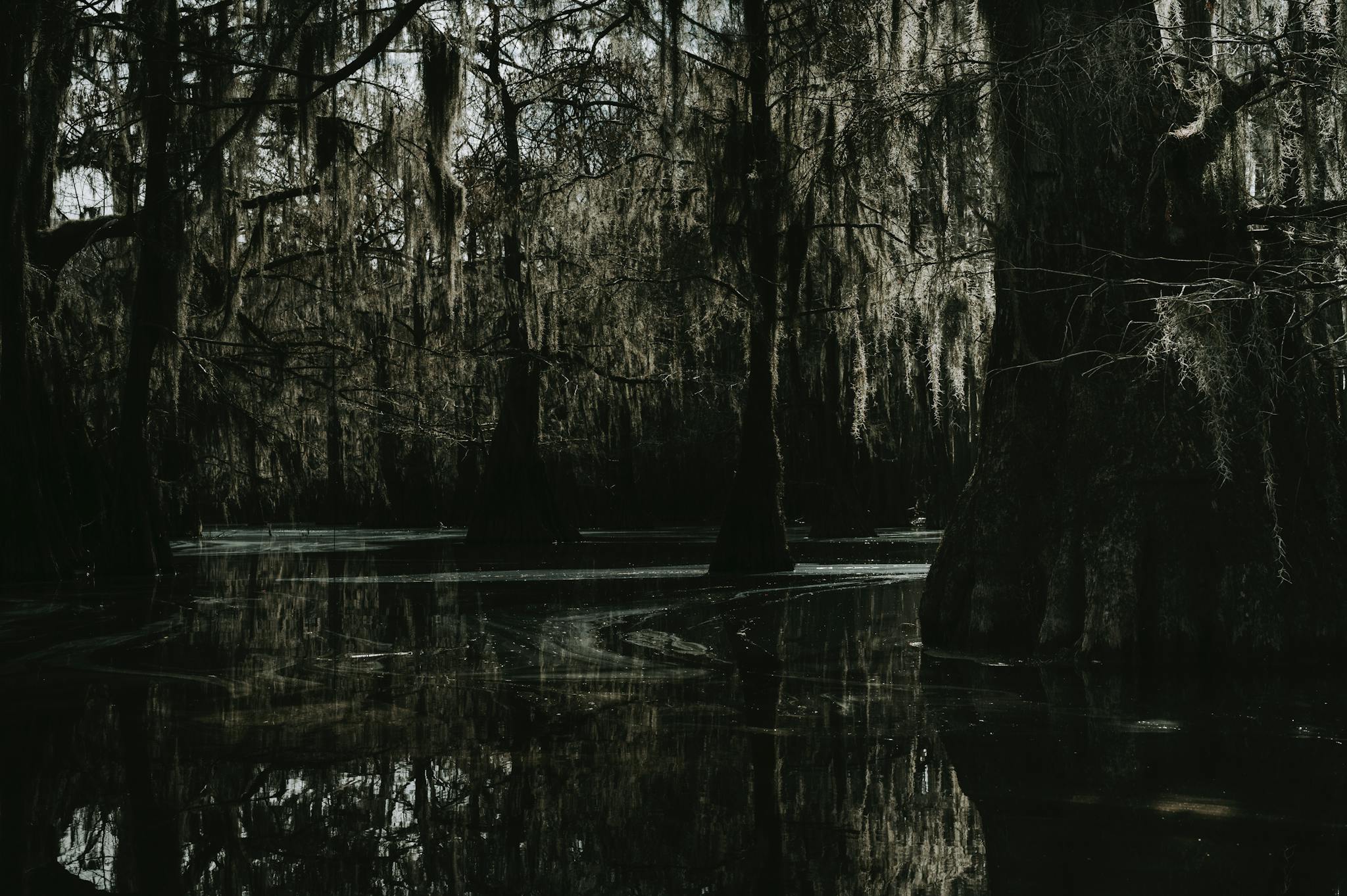 A mysterious swamp scene with cypress trees and Spanish moss creating a dark and eerie atmosphere.